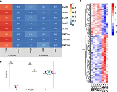 Pancreas Whole Tissue Transcriptomics Highlights the Role of the Exocrine Pancreas in Patients With Recently Diagnosed Type 1 Diabetes